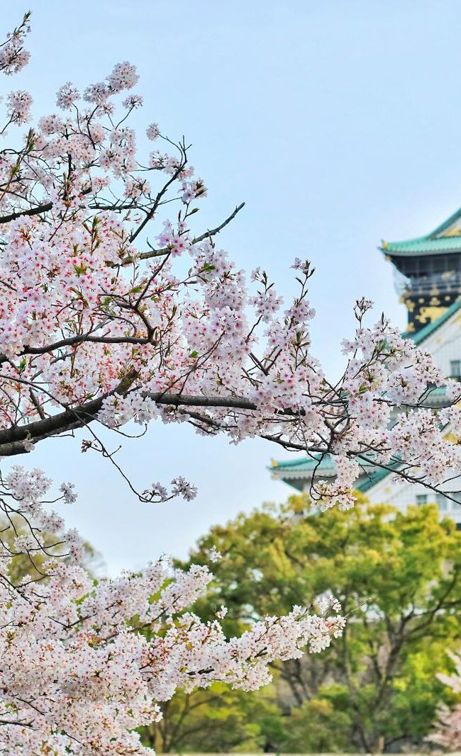 Capture of Osaka Castle surrounded by beautiful cherry blossoms during spring. A stunning blend of nature and architecture.