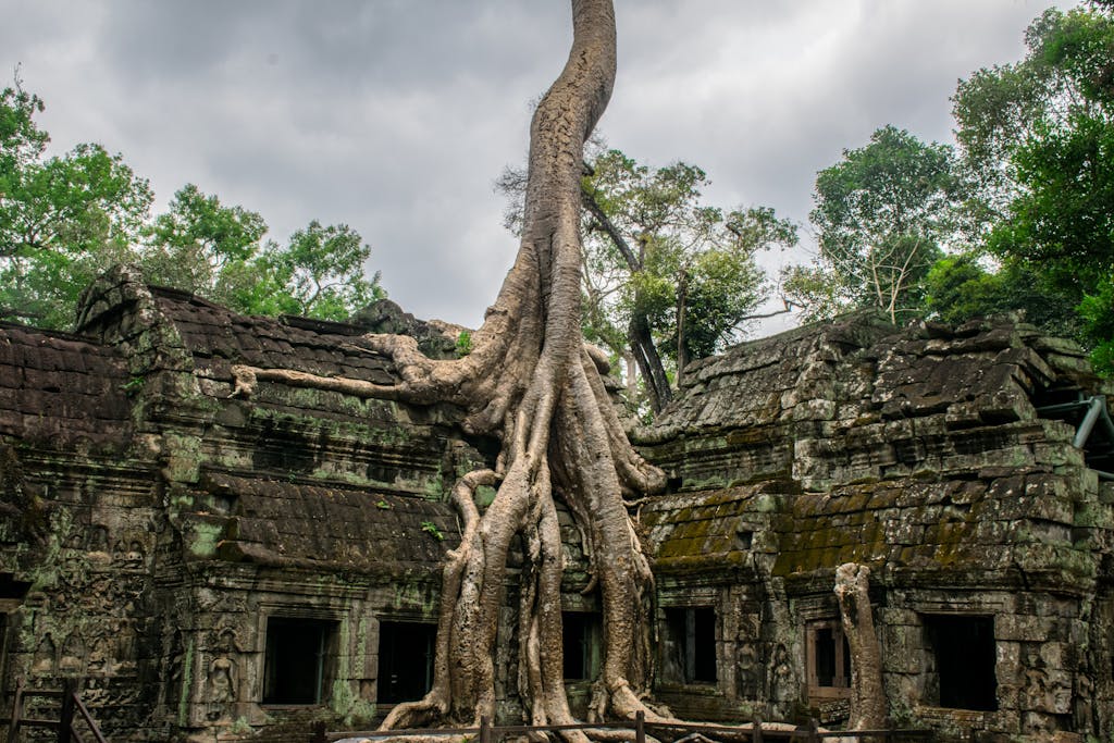 A stunning view of ancient tree roots growing over Ta Prohm temple ruins in Cambodia.